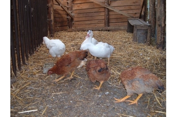 Pensiune familială Jiřín 16